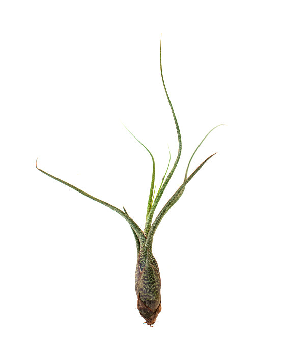 Tillandsia 'Air Plant' | Butzii