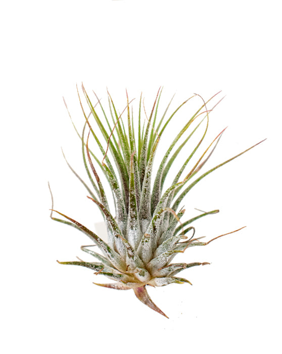 Tillandsia 'Air Plant' | Lonantha