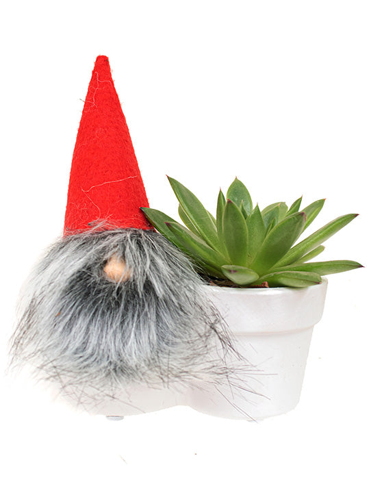 Festive Gnome & Succulent Combo | Gnome For The Holidays