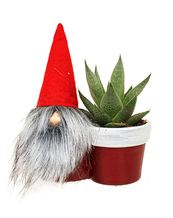 Festive Gnome & Succulent Combo | Gnome For The Holidays