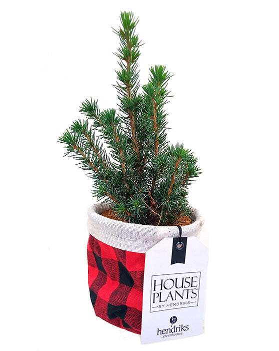 Épinette de l'Alberta | Picea glauca 'Conica