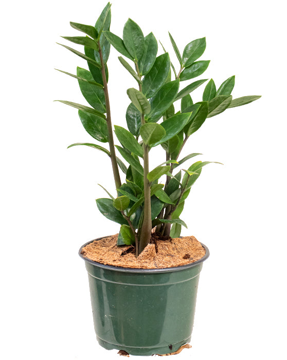Zanzibar Gem 'ZZ Plant' | Zamioculcas zamiifolia