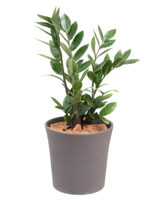 Zanzibar Gem 'ZZ Plant' | Zamioculcas zamiifolia