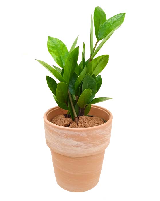Zanzibar Gem 'ZZ Plant' | Zamioculcas zamiifolia