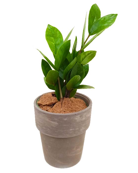 Zanzibar Gem 'ZZ Plant' | Zamioculcas zamiifolia