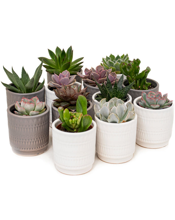 Succulent Favours Collection in Zuna Pots | XS | 3 Inch