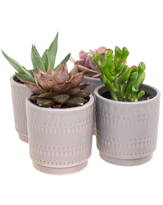 Succulent Favours Collection in Zuna Pots | XS | 3 Inch