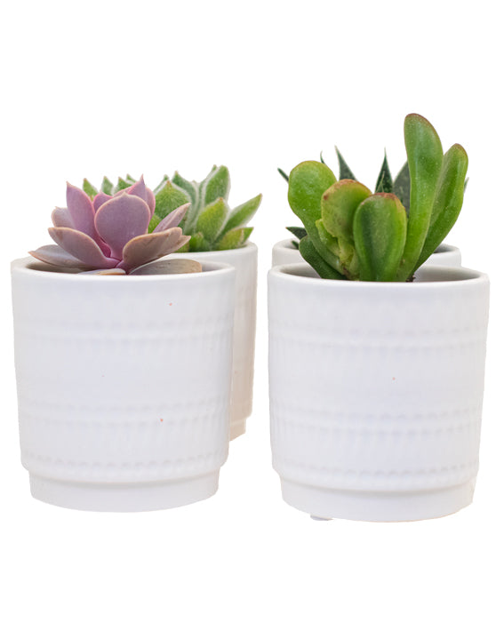 Succulent Favours Collection in Zuna Pots | XS | 3 Inch