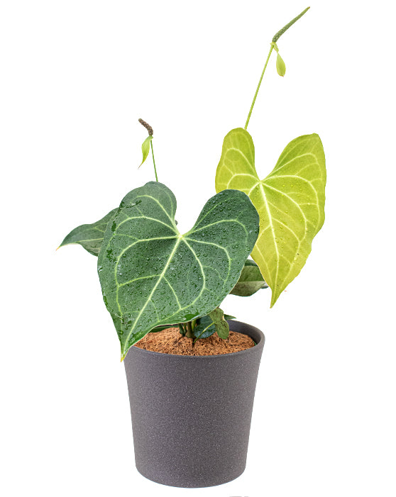 Anthurium Pterodactyl