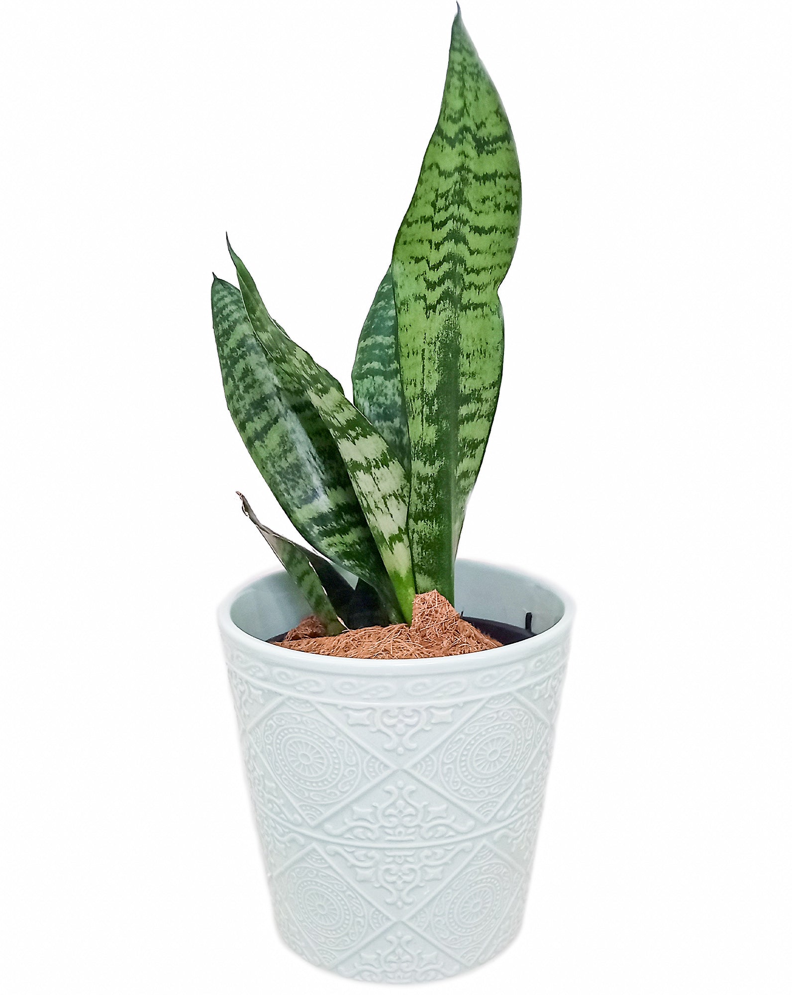 Plante Serpent 'Langue de la Mère' (Snake Plant 'Mother-in-Law's Tongue')